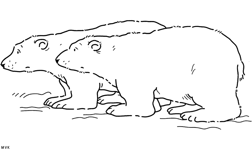 little polar bear005